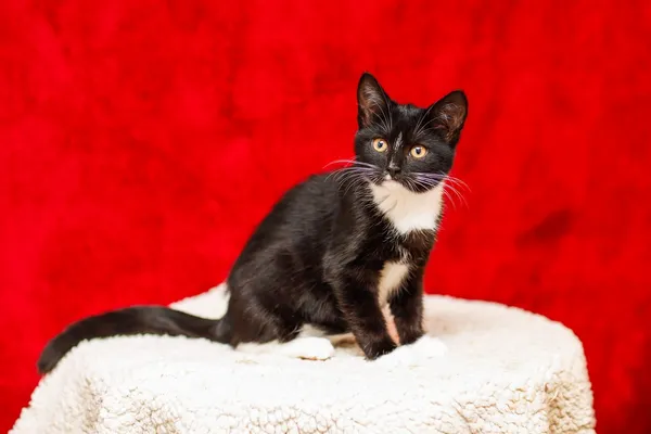 Kot do adopcji, Elbląg, 29 października 2024 (5/5)