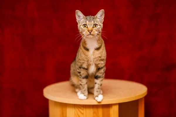 Kot do adopcji, Elbląg, 29 października 2024 (2/5)