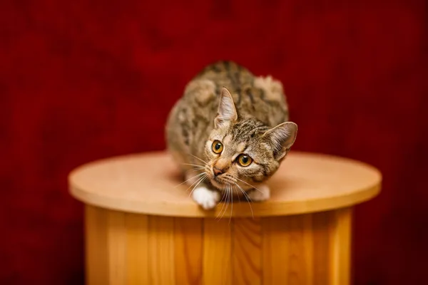 Kot do adopcji, Elbląg, 29 października 2024 (3/5)