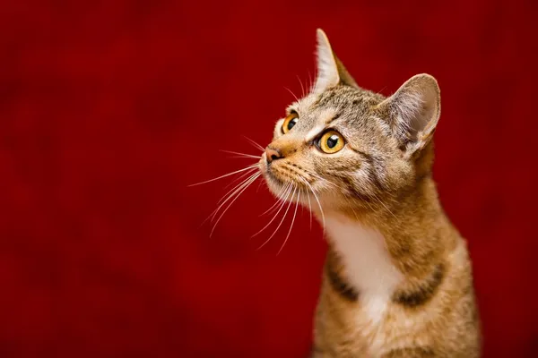 Kot do adopcji, Elbląg, 29 października 2024 (4/5)