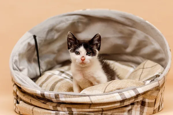 Kot do adopcji, Elbląg, 29 października 2024 (2/4)