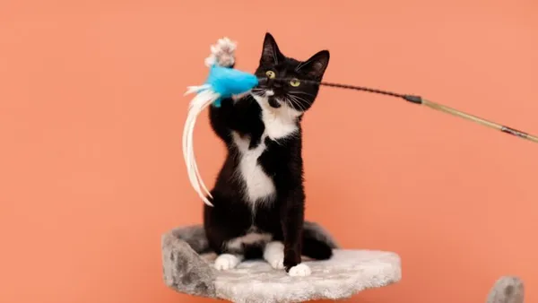 Kot do adopcji, Elbląg, 18 października 2024 (1/5)