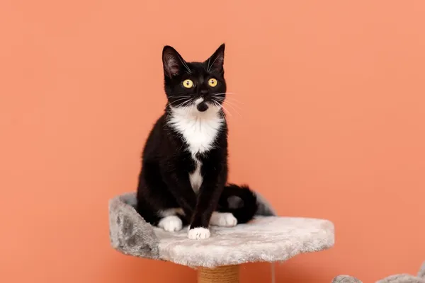 Kot do adopcji, Elbląg, 18 października 2024 (2/5)