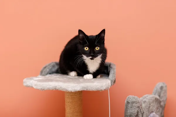 Kot do adopcji, Elbląg, 18 października 2024 (3/5)