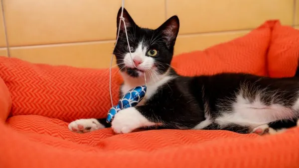 Kot do adopcji, Elbląg, 2 października 2024 (1/5)