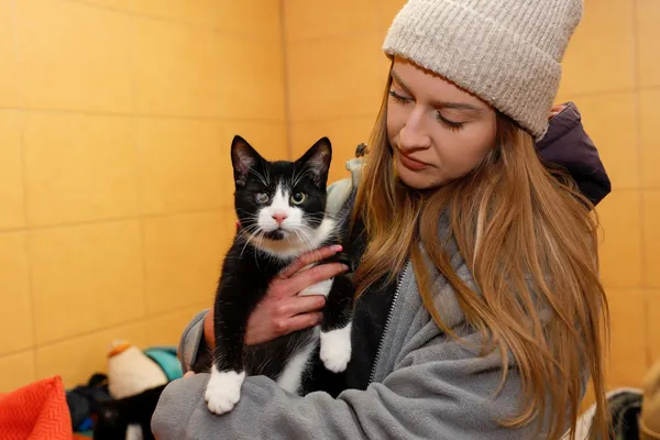 Kot do adopcji, Elbląg, 2 października 2024 (2/5)