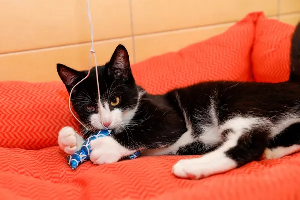 Kot do adopcji, Elbląg, 2 października 2024 (3/5)