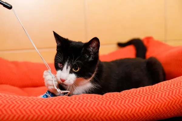 Kot do adopcji, Elbląg, 2 października 2024 (5/5)