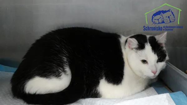 Kot do adopcji, Szczecin, 25 stycznia 2025