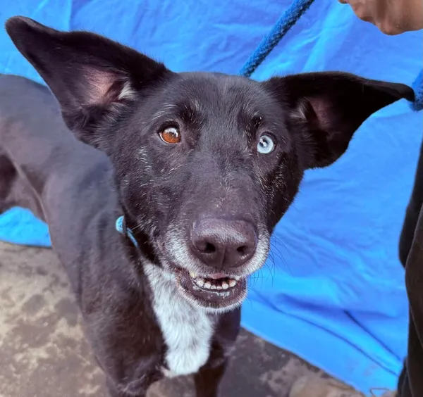 Pies do adopcji, Jelenia Góra, 21 stycznia 2025 (1/4)