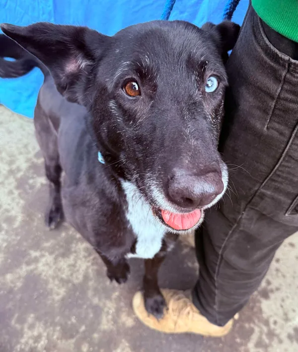 Pies do adopcji, Jelenia Góra, 21 stycznia 2025 (2/4)