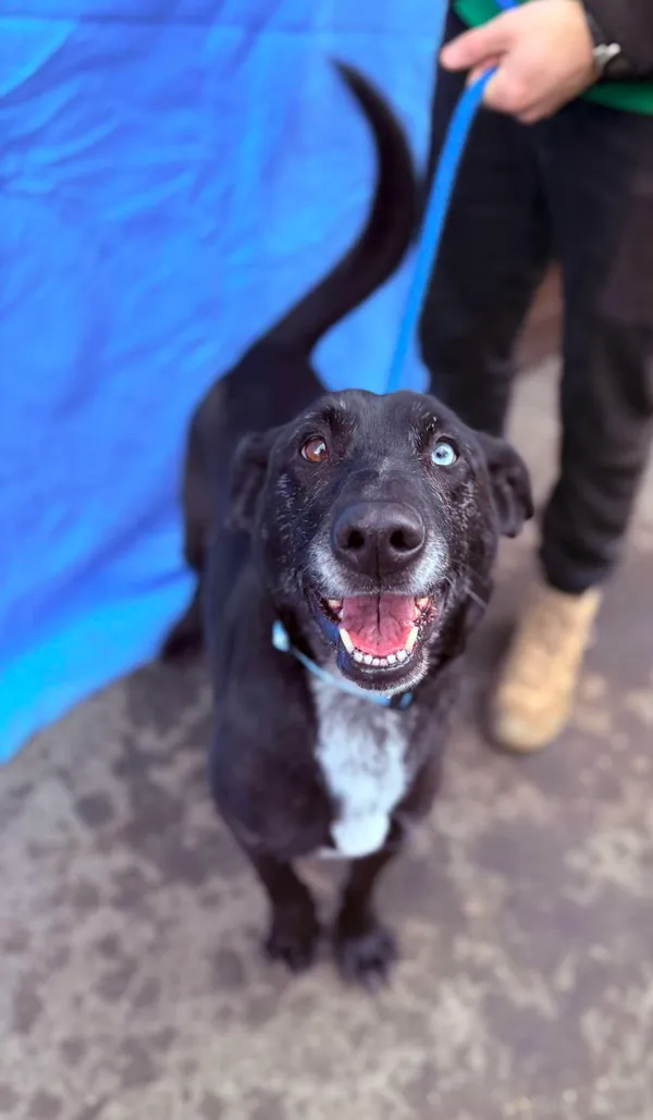 Pies do adopcji, Jelenia Góra, 21 stycznia 2025 (3/4)