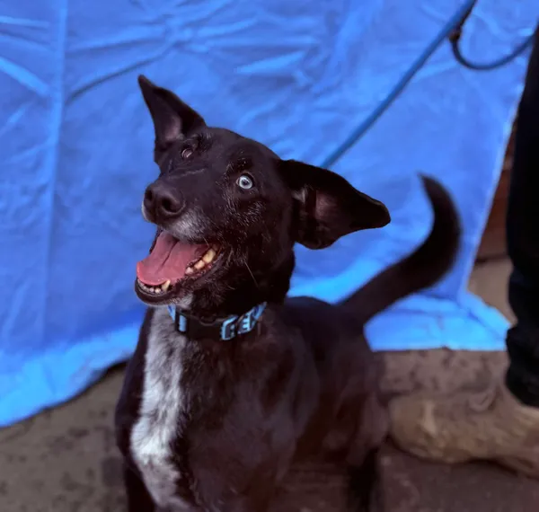 Pies do adopcji, Jelenia Góra, 21 stycznia 2025 (4/4)