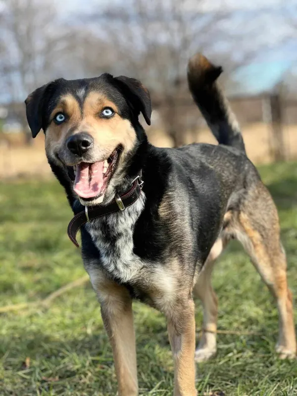 Pies do adopcji, Jelenia Góra, 4 stycznia 2025 (1/4)