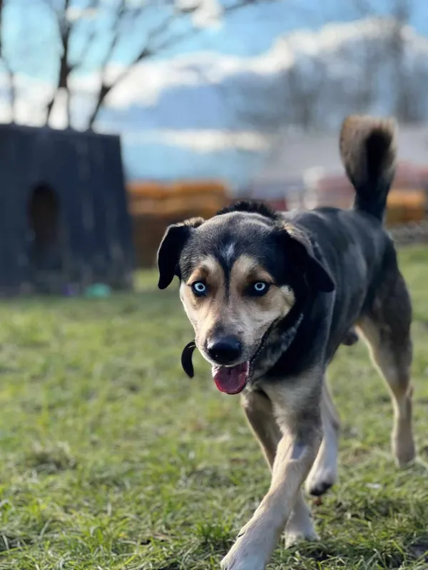 Pies do adopcji, Jelenia Góra, 4 stycznia 2025 (4/4)