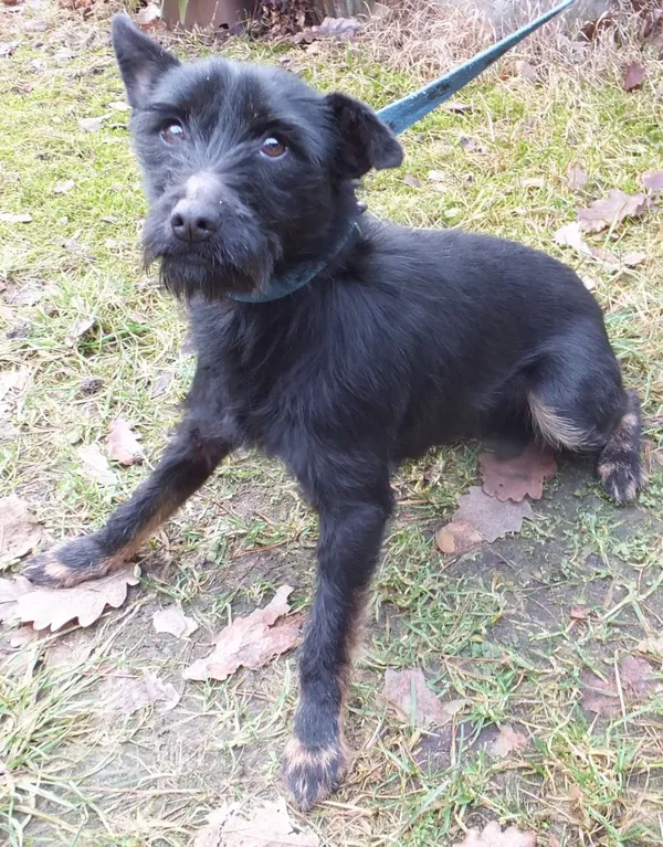 Znaleziono psa, Nowa Krępa, 22 stycznia 2025