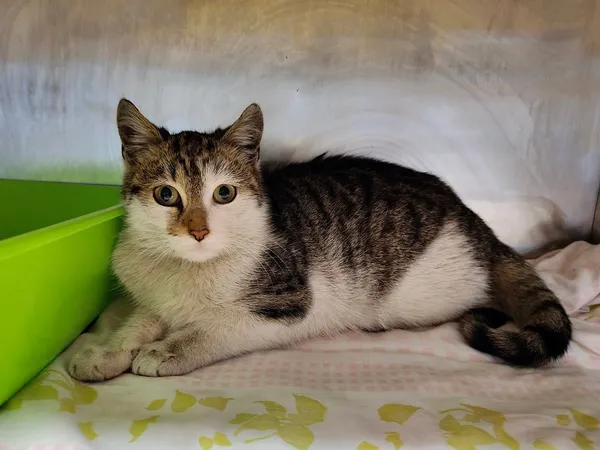 Kot do adopcji, Włocławek, 24 stycznia 2025 (1/5)