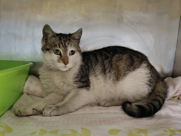 Kot do adopcji, Włocławek, 24 stycznia 2025 (2/5)