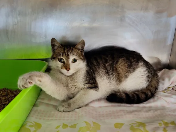 Kot do adopcji, Włocławek, 24 stycznia 2025 (4/5)