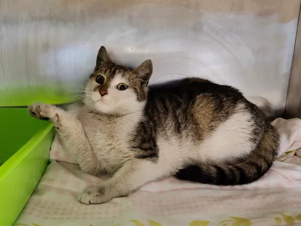 Kot do adopcji, Włocławek, 24 stycznia 2025 (5/5)