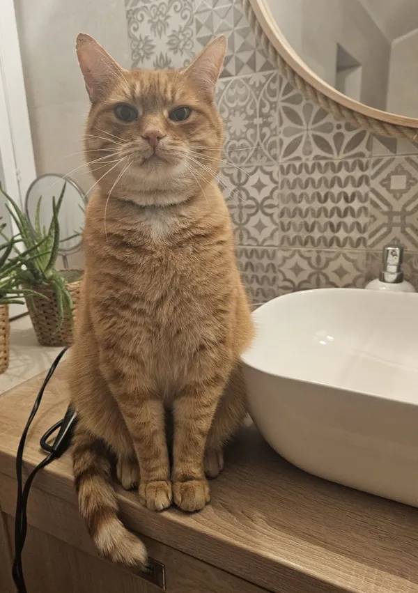 Zaginął kot, Łódź, 27 stycznia 2025