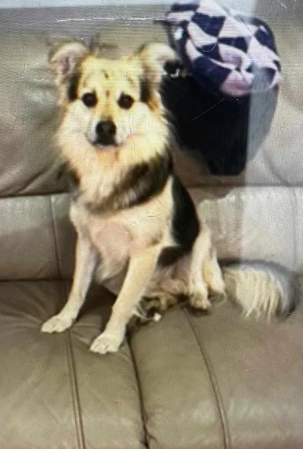 Zaginął pies, Łódź, 26 stycznia 2025