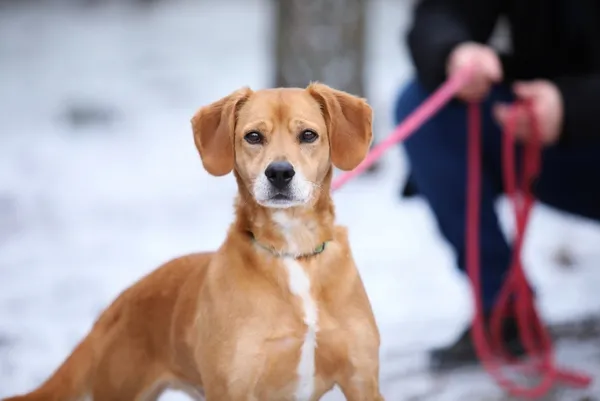 Pies do adopcji, Piła, 3 listopada 2020 (1/4)