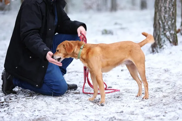 Pies do adopcji, Piła, 3 listopada 2020 (2/4)