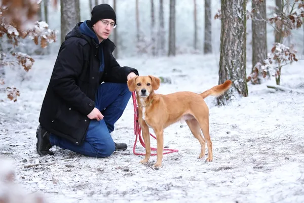 Pies do adopcji, Piła, 3 listopada 2020 (3/4)