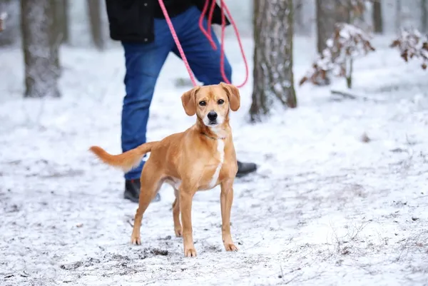 Pies do adopcji, Piła, 3 listopada 2020 (4/4)