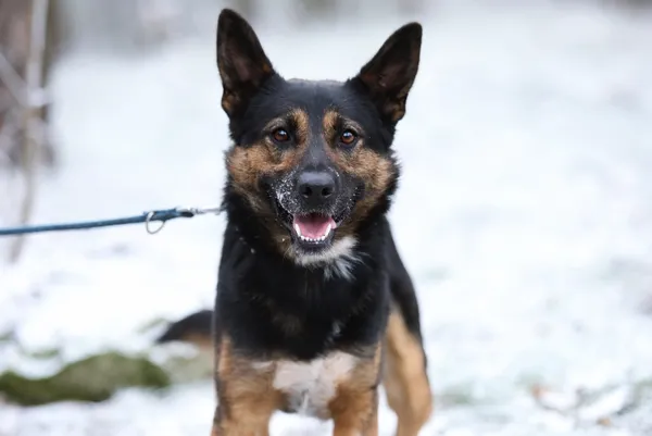 Pies do adopcji, Piła, 25 czerwca 2024 (1/3)