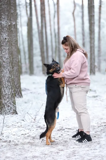 Pies do adopcji, Piła, 25 czerwca 2024 (3/3)