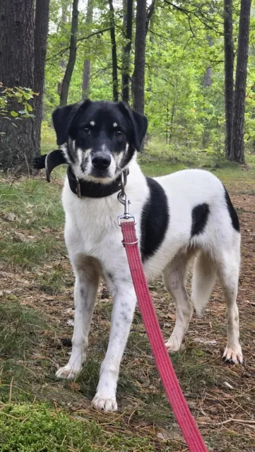 Pies do adopcji, Piła, 10 marca 2024 (1/5)