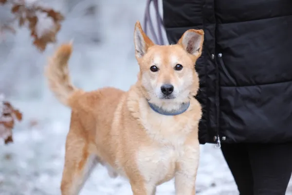 Pies do adopcji, Piła, 16 maja 2024 (1/3)