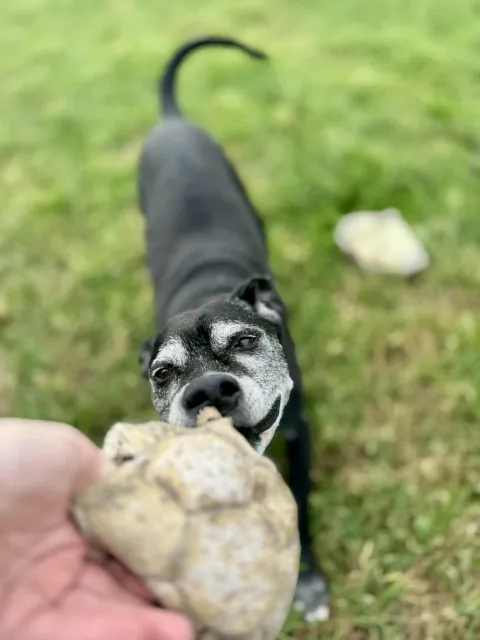 Pies do adopcji, Piła, 17 października 2016 (3/5)
