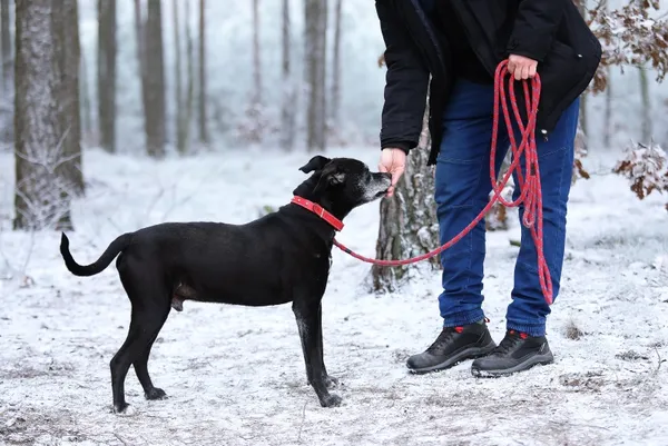 Pies do adopcji, Piła, 17 października 2016 (5/5)