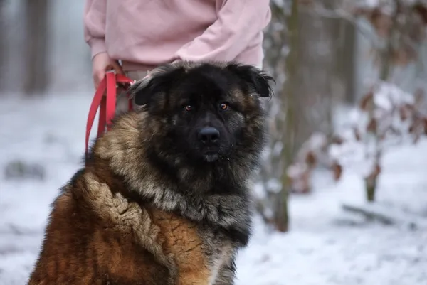 Pies do adopcji, Piła, 6 listopada 2024 (1/4)