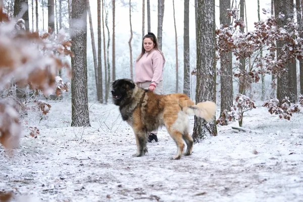 Pies do adopcji, Piła, 6 listopada 2024 (2/4)