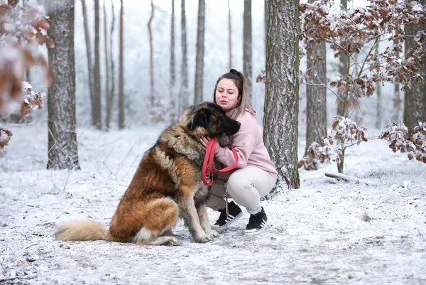 Pies do adopcji, Piła, 6 listopada 2024 (3/4)