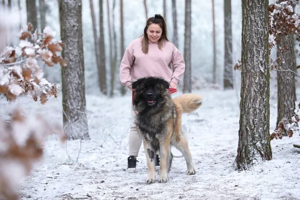 Pies do adopcji, Piła, 6 listopada 2024 (4/4)