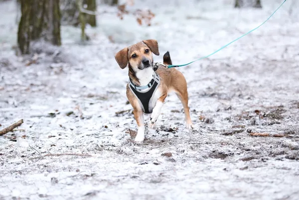 Pies do adopcji, Piła, 19 września 2024 (1/4)