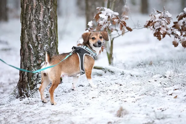 Pies do adopcji, Piła, 19 września 2024 (3/4)