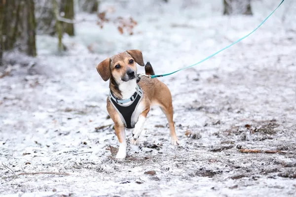 Pies do adopcji, Piła, 19 września 2024 (4/4)