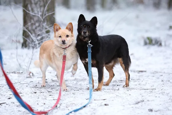 Pies do adopcji, Piła, 9 listopada 2021 (1/3)