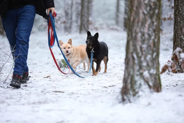 Pies do adopcji, Piła, 9 listopada 2021 (2/3)