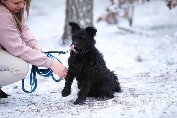 Pies do adopcji, Piła, 24 lipca 2024 (2/5)