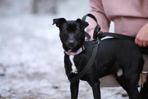 Pies do adopcji, Piła, 1 sierpnia 2024 (1/3)