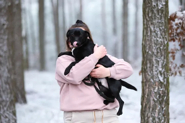 Pies do adopcji, Piła, 1 sierpnia 2024 (3/3)