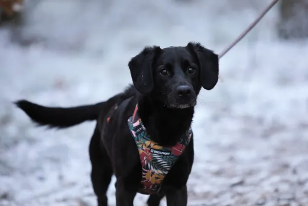 Pies do adopcji, Piła, 28 lipca 2024 (1/4)