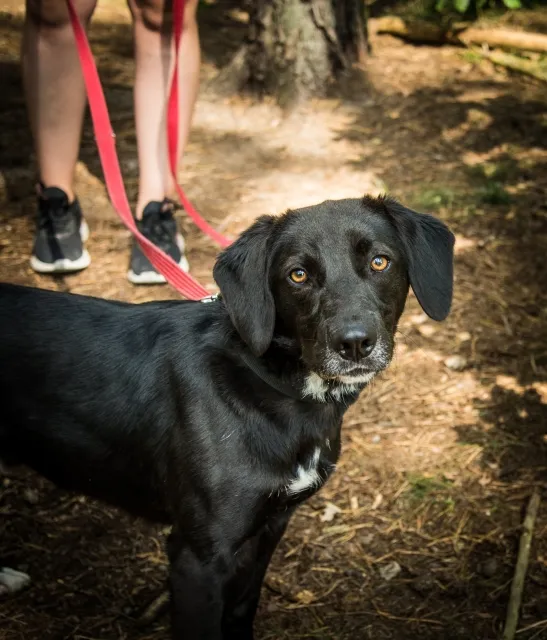 Pies do adopcji, Piła, 14 czerwca 2024 (2/5)